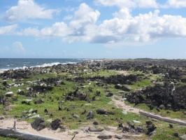 Kline Curacao IIMG 5457